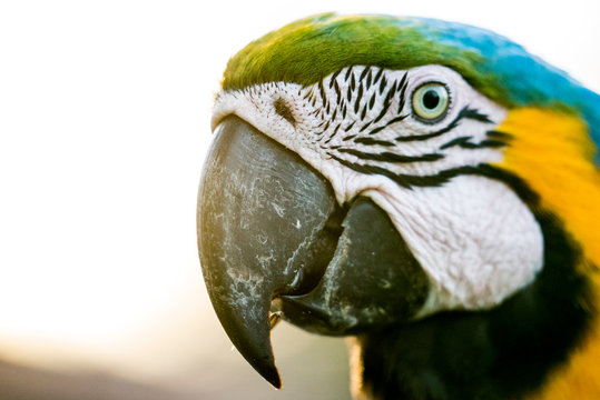 Djungel Bilder Durchsuchen 202 Archivfotos, und Videos