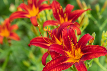 Flowers of the red daylily close up on the flowerbed