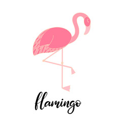 Flamingo, tropical leaves lettering  illustration