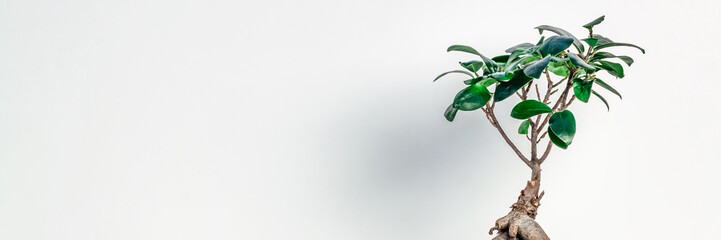 Bonsai decoration. White empty wall. Copy space. Space for text or graphics. Panoramic real photo