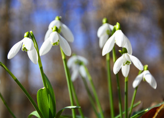 snowdrops in spring