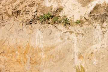 Background image of a transverse section of the soil. Close-up Texture