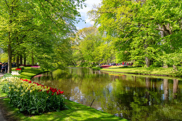 Fototapeta na wymiar Blooming flowers tulips lawn and a pond in Netherlands during spring.