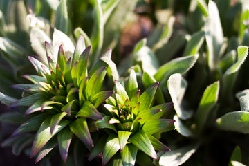 Closeup exotic plant