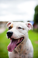Staffordshire terrier pet dog portrait