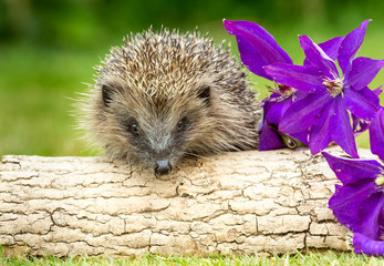 Hedgehog (Scientific name: Erinaceus Europaeus) wild, free roaming hedgehog, takenfrom wildlife garden hide to monitor health and population of this favourite but declining mammal, space for copy  © Moorland Roamer