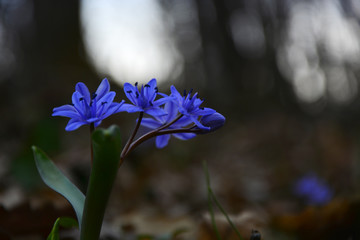 blue flowers in garden