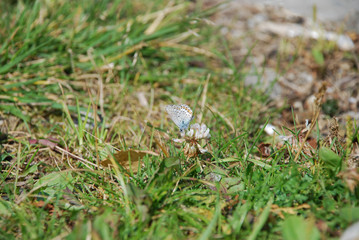 Closer look at the blue butterfly on the white clover flower head on the green grass background