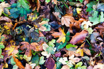 Multicoloured autumn leaves scattered on the ground