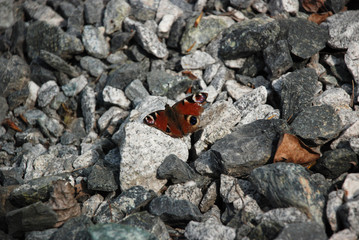 Fototapeta na wymiar Detailed picture of the Brown butterfly on the stones