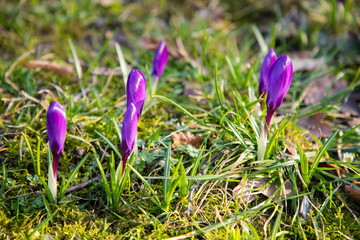 six violet closed crocuses on a meadow