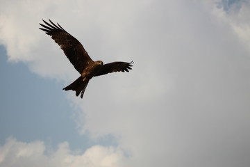 The mighty black kite eagle circling in the sky