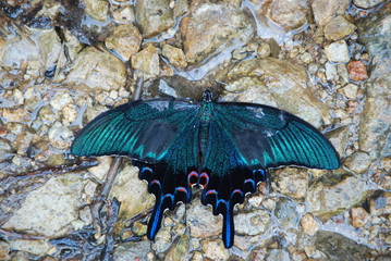 Chinese peacock swallowtail butterfly drinks from the small water spot between rocks, the view from the top