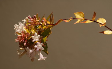 Close up of a stem of an Abelia shrub showing the fine white flowers.