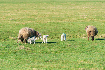 Schafe, Muttertiere mit Lämmern in an der Nordseeküste auf einer Wiese in Nordfriesland Schleswig-Holstein