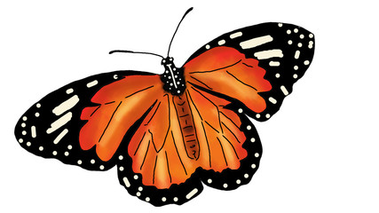 butterfly