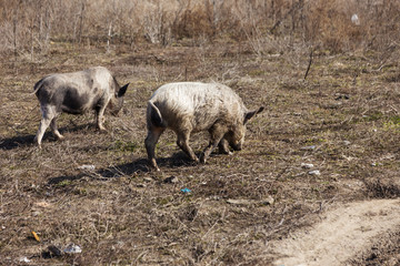 Naklejka na ściany i meble A couple, a family of wild boars freely walking on the outskirts of the industrial district of the city. Wild boar in the wild