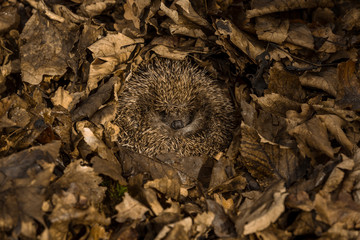 Hedgehog (Scientific name: Erinaceus Europaeus) wild, free roaming hedgehog, taken from a wildlife...