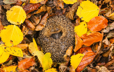 Hedgehog (Erinaceus Europaeus) native, wild, European hedgehog in hibernation with colourful Autumn...