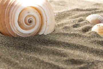 Close up view of beautiful seashell on the sand.