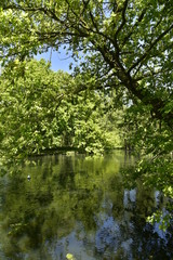 Fototapeta na wymiar Reflet de la nature sauvage dans l'un des étangs au domaine provincial de Rivierenhof à Anvers