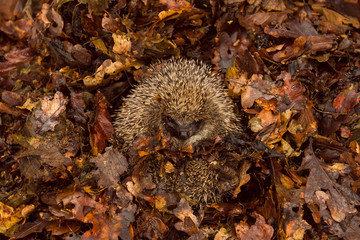 Hedgehog, wild, free roaming hedgehog, taken from a wildlife garden hide to monitor health and population of this favourite but declining mammal, horizontal, space for copy	