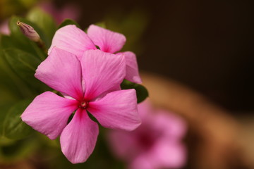 Pink Periwinkle flowers up close with space for text on the right.