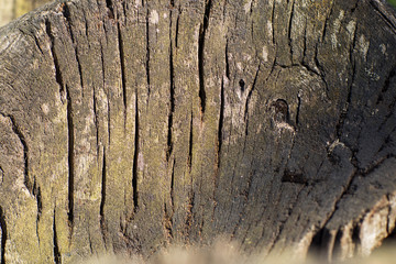Wooden texture. It is possible to use as a background. Best for Web Resolution 