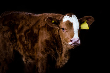  Cow calf brown standing in a farm barn isolated against a black background