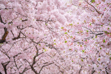 Blooming sakura cherry blossom