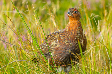 Red Grouse, (Lagopus lagopus) in natural grouse moor habitat with purple heather, reeds and grasses.  Horizontal.