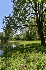 Passage entre les orties sous un arbre au bord d'un étang au domaine provincial de Rivierenhof à Anvers