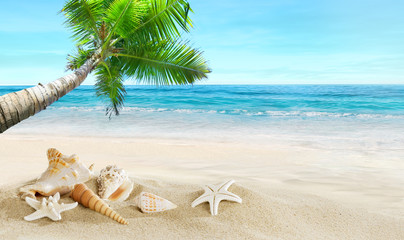Fototapeta na wymiar Shells on the beach. Tropical sea. Coconut palm.
