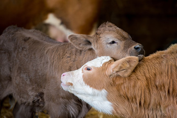 Fototapeta premium Calf cows nuzzling standing in a barn together