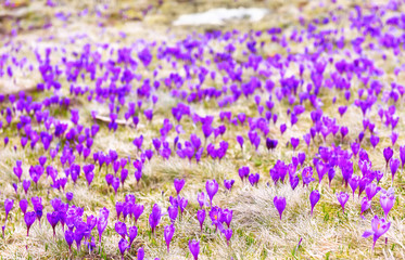 The bloom of the first spring flowers of saffron, crocuses in the mountain meadow
