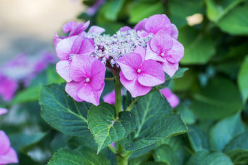 Beautiful flower bright pink hydrangea. Close up