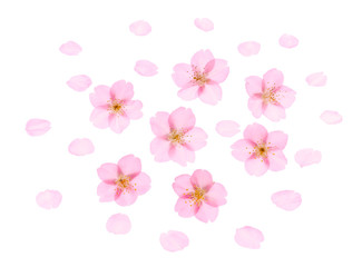 Fototapeta na wymiar Cherry Blossoms Background Spring image