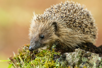 Hedgehog, wild, native, European hedgehog (Erinaceus Europaeus) in natural garden habitat with green moss and leaves.  Landscape, horizontal