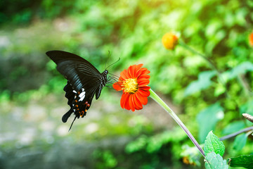 Close-up butterfly on the flower Blur green background, Black butterflies are hanging on orange flowers to suck the sweet nectar of flowers., Butterfly on flower.