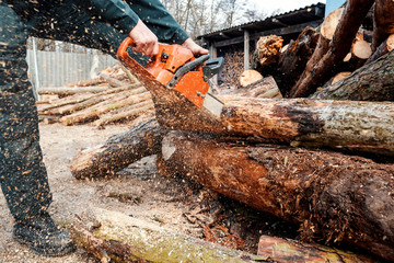 Male lumberjack fells chainsaw forest. Man cuts tree with chainsaw in forest.