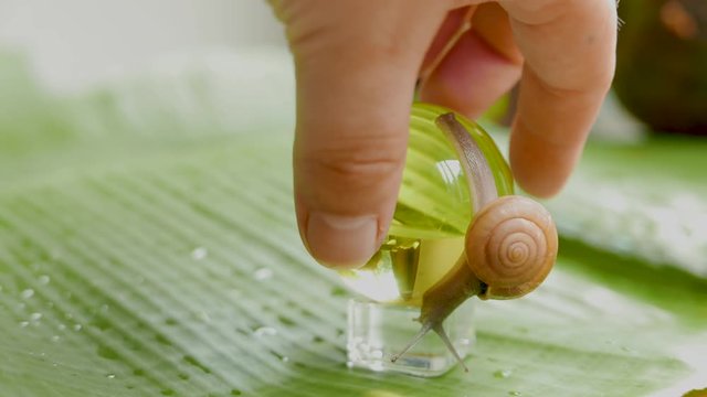 a snail is crawling in circles on a dry coconut, a snail is crawling on a yellow ball, two snails are crawling on a palm tree leaf.