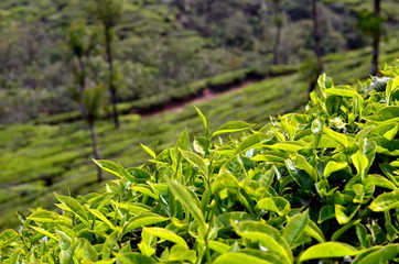 Tea plantation in Munnar, India. Munnar is a hill station and former resort for the British Raj elite, surrounded by rolling hills dotted with tea plantations established in the late 19th century.