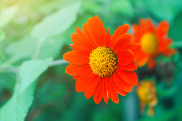 Flower on green background, Beautiful red flowers in the garden Blur Backgrounds, Zinnia orange with light morning sun.
