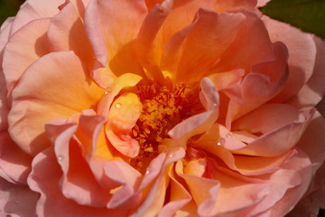 Fototapeta na wymiar Close up of the apricot pink bloom of the old fashioned Abraham Darby rose.