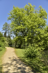 Fototapeta na wymiar Chemin en gravier clair vers l'arbre surplombant un étang au domaine provincial de Rivierenhof à Anvers