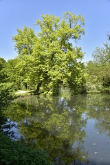 Fototapeta na wymiar L'arbre majestueux et son reflet dans l'étang au domaine provincial du Rivierenhof à Anvers
