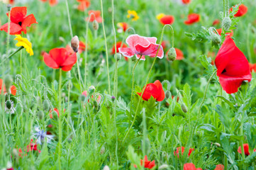 Wild poppy flowers growing in a meadow