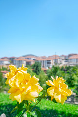  Yellow roses in the garden