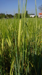 Barley plant, spike