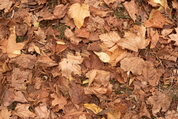Lots of autumn leaves on the ground view from top